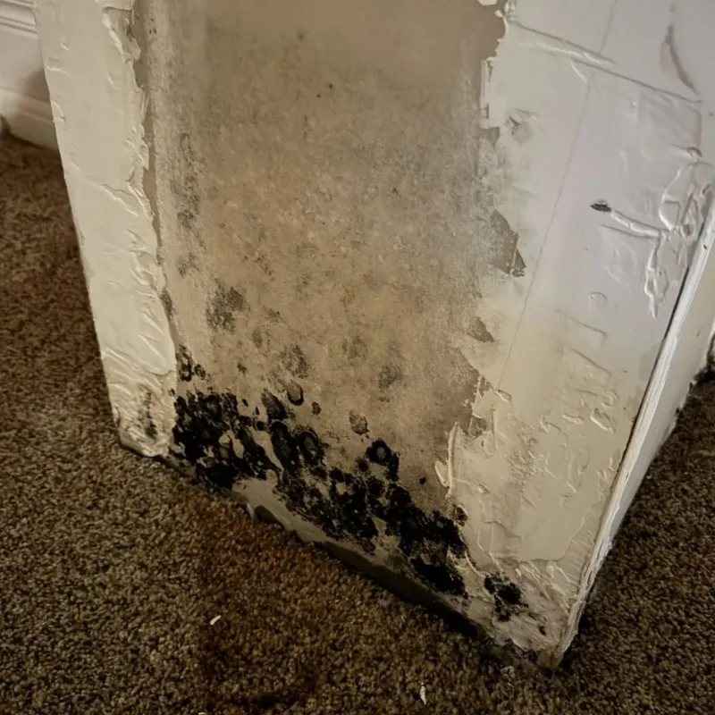 Professional Mold Removal in Richmond, IL
